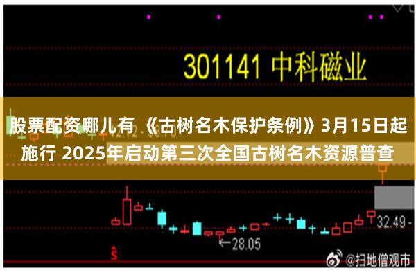 股票配资哪儿有 《古树名木保护条例》3月15日起施行 2025年启动第三次全国古树名木资源普查